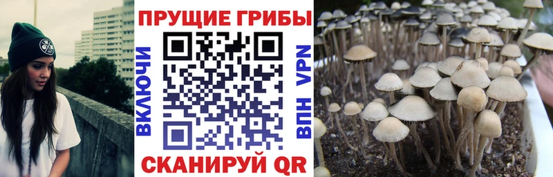 Купить  Калининград  Галлюциногенные грибы Cubensis 